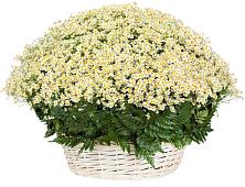 Цветочная композиция из Ромашки в корзине #REPLACE_PRED# Изоплите
